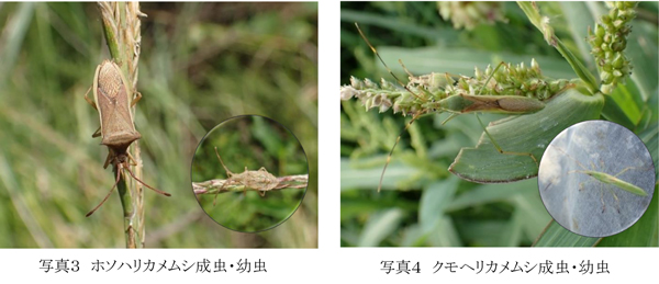写真3：ホソハリカメムシ成虫・幼虫と写真4：クモヘリカメムシ成虫・幼虫（提供：埼玉県病害虫防除所）