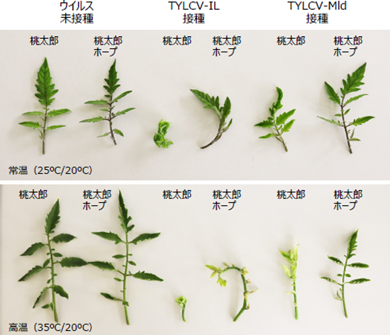 抵抗性品種が高温条件下でTYLCV-ILの感染により発病する様子