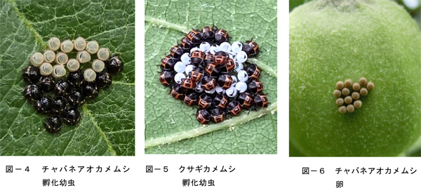 図4：チャバネアオカメムシ孵化幼虫、図5：クサギカメムシ孵化幼虫、図6：チャバネアオカメムシ卵（提供：秋田県病害虫防除所）