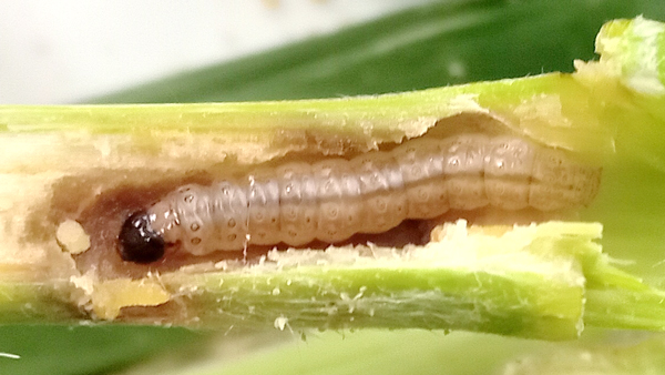 写真1：アワノメイガ幼虫写（提供：北海道病害虫防除所）