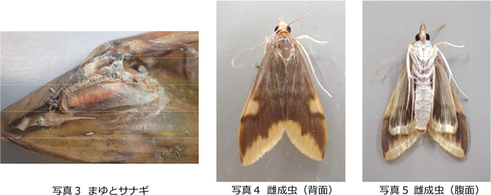 写真3：まゆとサナギ、写真4：雌成虫（背面）、写真5：雌成虫（腹面）（提供：大阪府農政室）