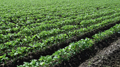 【注意報】ダイズ、野菜類にハスモンヨトウ　県内全域で多発のおそれ　三重県