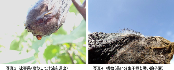 写真3：被害果。腐敗して汁液を漏出、写真4：標徴。長い分生子柄と黒い胞子嚢（提供：埼玉県病害虫防除所）