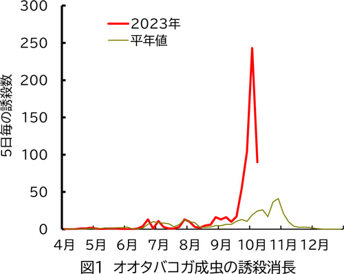 図1：オオタバコガ成虫の誘殺消長