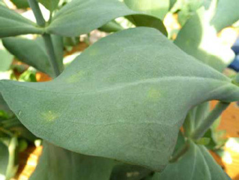 図3：退緑斑紋（提供：秋田県病害虫防除所）