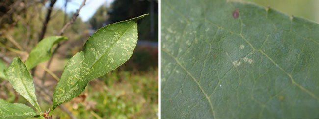 葉の吸汁痕（白い斑点部分）（左）、図2：葉の吸汁痕（白い斑点部分）（写真提供：長野県病害虫防除所）
