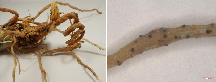 左から、図2：被害株の根部の症状、図3：根上に形成された子のう殻（提供：高知県病害虫防除所）