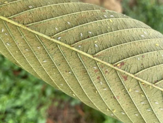 図3：葉裏に寄生している幼虫及び脱皮殻（白色）（写真提供：長野県病害虫防除所）