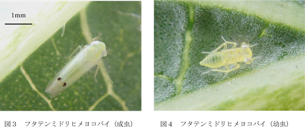 図3：フタテンミドリヒメヨコバイ（成虫）と図4：フタテンミドリヒメヨコバイ（幼虫）（提供：沖縄県病害虫防除技術センター）