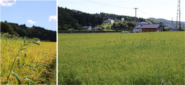 水田に生えるタイヌビエ（秋田県立大学）