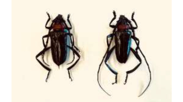 【特殊報】ウメにクビアカツヤカミキリ　府内で初めて確認　京都府.jpg