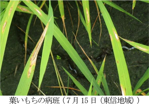 葉いもちの病班（7月15日、東信地域）（提供：長野県農業試験場）