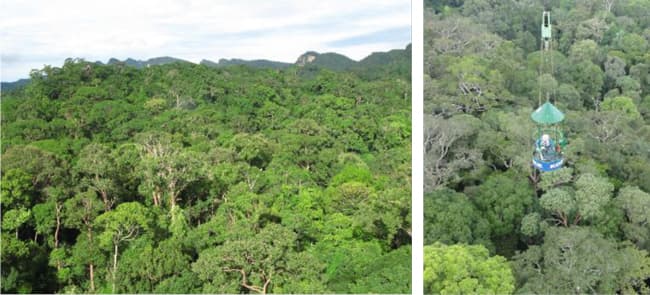 マレーシアの熱帯林（左）と林冠クレーンのゴンドラ