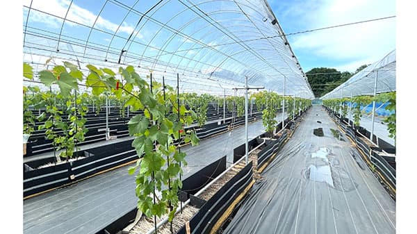 ジャパングレープが運営する栃木県宇都宮市板戸町のぶどう圃場