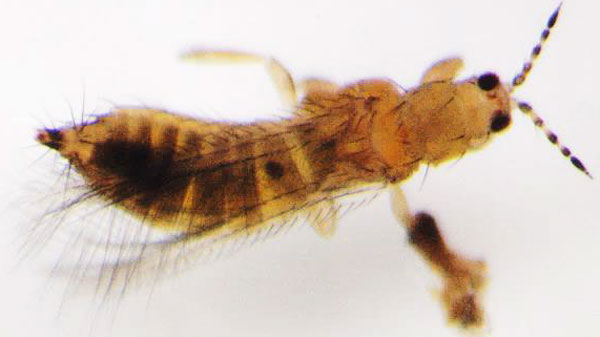 キク茎えそウイルス（CSNV）を媒介するミカンキイロアザミウマの成虫（写真提供：広島県西部農業技術指導所）