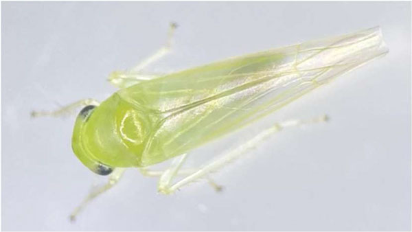 モモヒメヨコバイの成虫（写真提供：佐賀県農業技術防除センター）