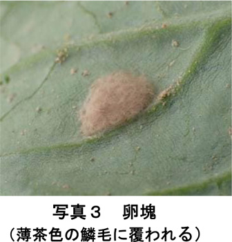写真3：卵塊（薄茶色の鱗毛に覆われる）（提供：兵庫県病害虫防除所）