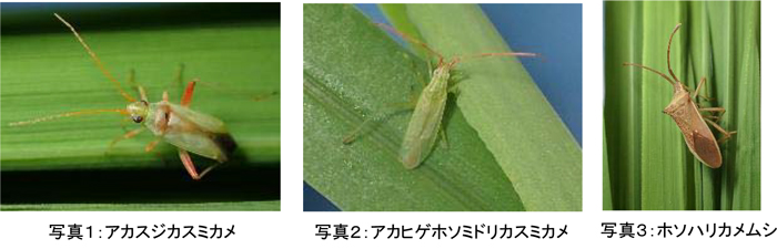 左から、写真1：アカスジカスミカメ、写真2：アカヒゲホソミドリカスミカメ、写真3：ホソハリカメムシ（提供：大阪府病害虫防除グループ）