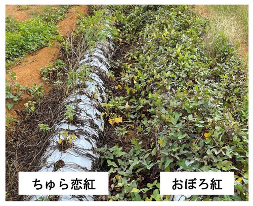 沖縄向けサツマイモ基腐病抵抗性新品種「おぼろ紅」育成　農研機構