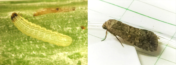 シロイチモジヨトウ幼虫とシロイチモジヨトウ成虫（提供：徳島県立農林水産総合技術支援センター病害虫防除所）