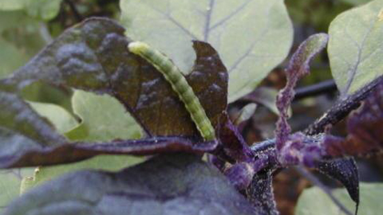 オオタバコガ幼虫による葉の食害（写真提供：埼玉県病害虫防除所）