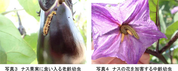 写真3：ナス果実に食い入る老齢幼虫、写真4：ナスの花を加害する中齢幼虫（提供：埼玉県病害虫防除所）