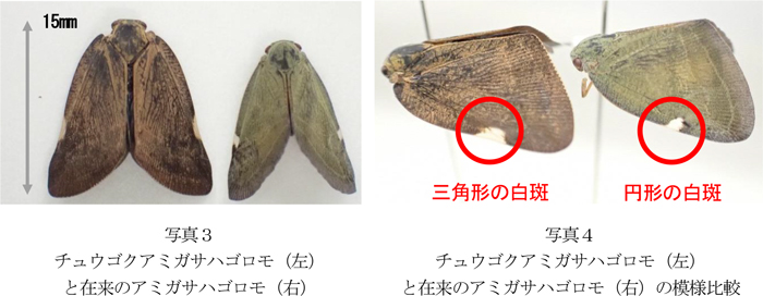 写真3：チュウゴクアミガサハゴロモ（左）と在来のアミガサハゴロモ（左）、写真4：チュウゴクアミガサハゴロモ（左）と在来のアミガサハゴロモの模様比較（提供：栃木県農業総合研究センター）