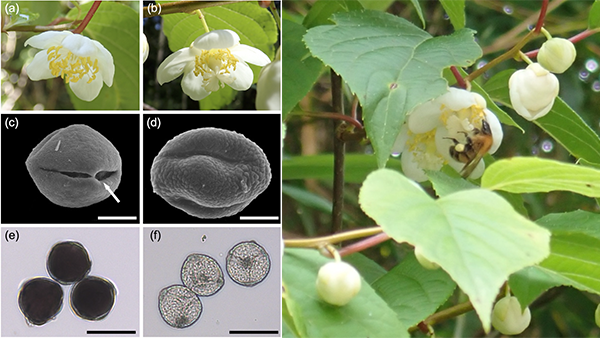 マタタビはハチを欺く？雌花は栄養価の低い偽花粉で資源を節約　岐阜大学.png
