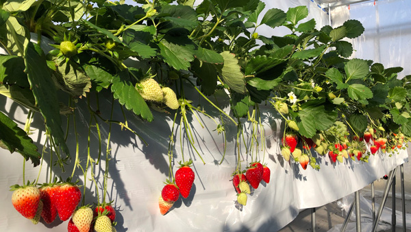 愛知県のイチゴの新品種「愛きらり」の圃場イメージ