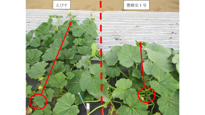 株元着果性に優れ良食味のかぼちゃ新品種「豊朝交1号」育成　農研機構×朝日アグリア