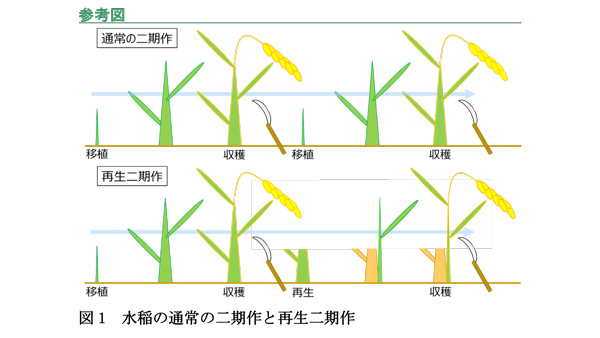 図1：水稲の通常の二期作と再生二期作。再生二期作は二期作目の育苗や移植が不要。