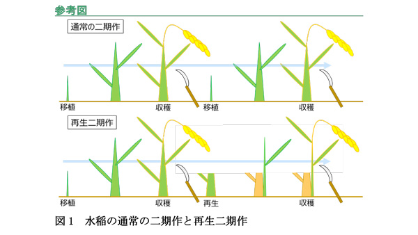 図1：水稲の通常の二期作と再生二期作。再生二期作は二期作目の育苗や移植が不要。