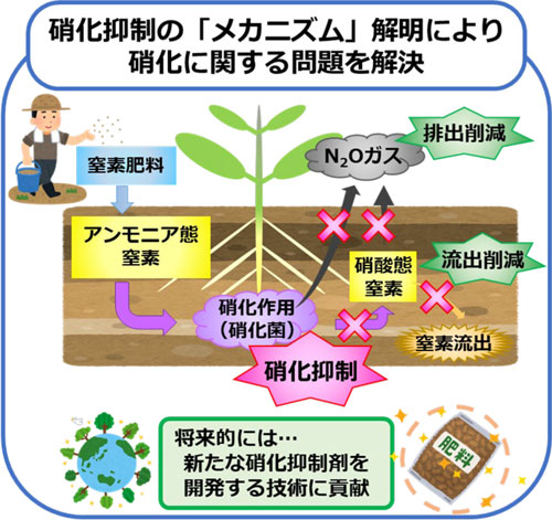 図1：窒素肥料の施肥が硝化作用によって及ぼす環境への影響と硝化抑制の効果