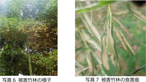 写真6：被害竹林の様子、写真7：被害竹林での食害痕（提供：大阪府農政室）