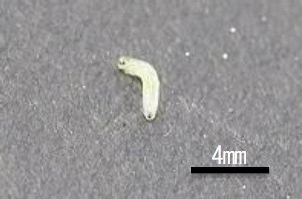 ネギハモグリバエの幼虫（写真提供：広島県西部農業技術指導所）