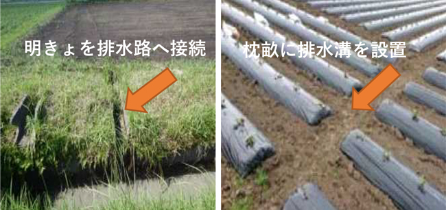 ほ場での排水対策（写真提供：鹿児島県病害虫防除所）