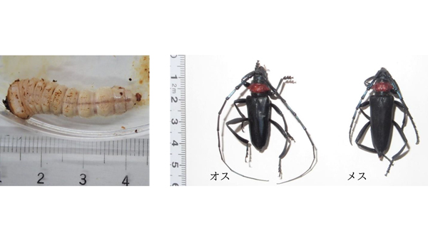【特殊報】ウメにクビアカツヤカミキリによる被害　県内で初めて確認　三重県.jpg