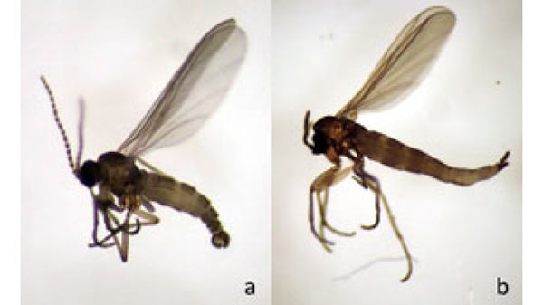 シズオカコヒゲクロバネキノコバエ（Hyperlasion breviantenna ）の成虫。aはオス、bはメス