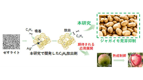 エチレンガスを持続的に放出できる固体材料を開発　農産物の追熟・鮮度保持に期待.jpg