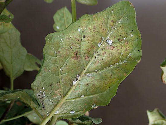ナスの葉裏に寄生する成虫と幼虫（写真提供：滋賀県病害虫防除所）