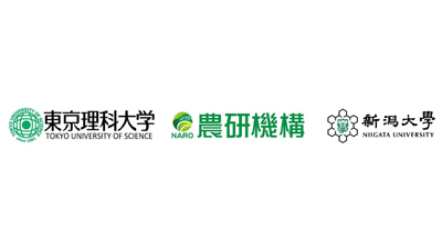 植物に対する病原性因子の環状糖を合成　アノマー反転型糖転移反応を発見.jpg