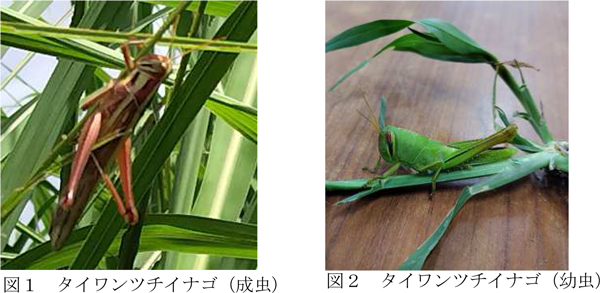 図1：タイワンツチイナゴの成虫、図2：タイワンツチイナゴの幼虫（提供：鹿児島県病害虫防除所）