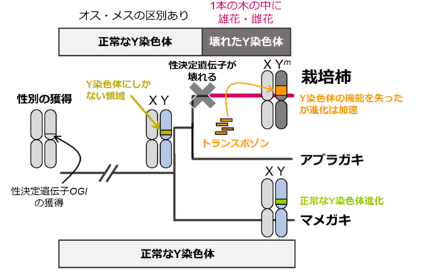 「壊れたY染色体」の進化モデル