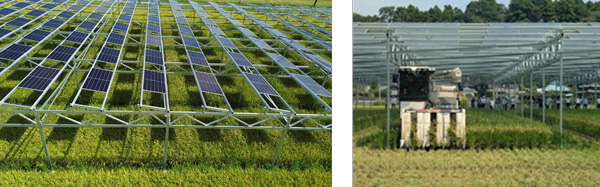 図1：営農型太陽光発電下での水稲の生産