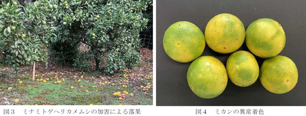 左から、図3：ミナミトゲヘリカメムシの加害による落果、図4：ミカンの異常着（提供：徳島県）
