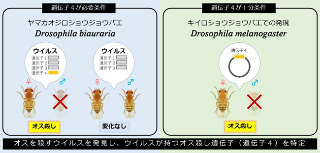 図1：研究のまとめ。ヤマカオジロショウジョウバエからオスを殺すウイルスを発見