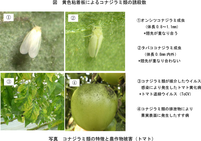 写真：コナジラミ類の特徴と農作物被害（トマト） ①オンシツコナジラミ成虫（体長0.8～1.1mm）※翅先が重なり合う ②タバココナジラミ成虫（体長0.8mm内外）※翅先が重なり合わない ③コナジラミ類が媒介したウイルス。感染により発生したトマト黄化病※トマト退緑ウイルス（ToCV） ④コナジラミ類の排泄物により果実表面に発生したすす病 （提供：岐阜県病害虫防除所）