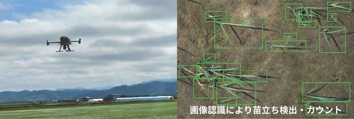 水稲直播　安定生産に向けた栽培方法について検証データを発表　ナイルワークス