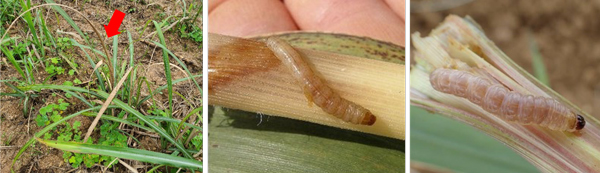 図3：芯枯れ茎、図4：カンシャシンクイハマキ幼虫、図5：カンシャシンクイハマキ幼虫（提供：沖縄県病害虫防除技術センター）