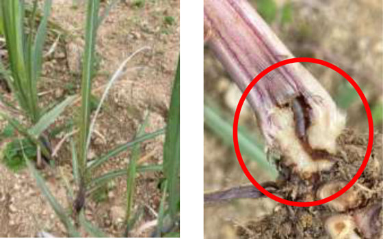 左から、図3：芯枯茎、図4：茎内を食入する幼虫（提供：沖縄県病害虫防除技術センター）